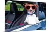 Dog Drivers License-Javier Brosch-Mounted Photographic Print