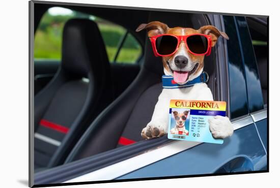 Dog Drivers License-Javier Brosch-Mounted Photographic Print