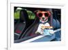 Dog Drivers License-Javier Brosch-Framed Photographic Print