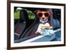 Dog Drivers License-Javier Brosch-Framed Photographic Print