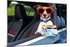 Dog Drivers License-Javier Brosch-Mounted Photographic Print