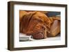 Dog Education Funny Abstract Image-vitalytitov-Framed Photographic Print