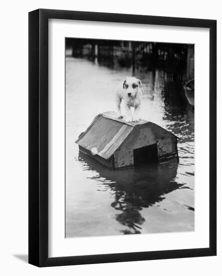 Dog Floating on Doghouse-Bettmann-Framed Photographic Print