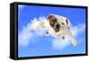 Dog Flying - English Bulldog Flying In The Cloudy Blue Sky-Willee Cole-Framed Stretched Canvas