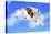 Dog Flying - English Bulldog Flying In The Cloudy Blue Sky-Willee Cole-Stretched Canvas