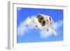 Dog Flying - English Bulldog Flying In The Cloudy Blue Sky-Willee Cole-Framed Photographic Print