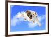 Dog Flying - English Bulldog Flying In The Cloudy Blue Sky-Willee Cole-Framed Photographic Print