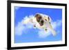 Dog Flying - English Bulldog Flying In The Cloudy Blue Sky-Willee Cole-Framed Photographic Print