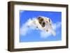 Dog Flying - English Bulldog Flying In The Cloudy Blue Sky-Willee Cole-Framed Photographic Print