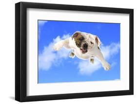 Dog Flying - English Bulldog Flying In The Cloudy Blue Sky-Willee Cole-Framed Photographic Print