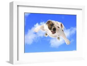 Dog Flying - English Bulldog Flying In The Cloudy Blue Sky-Willee Cole-Framed Photographic Print