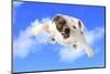 Dog Flying - English Bulldog Flying In The Cloudy Blue Sky-Willee Cole-Mounted Photographic Print