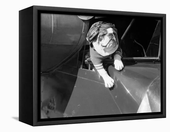 Dog Flying in Aircraft-Bettmann-Framed Stretched Canvas