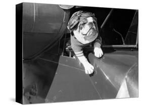 Dog Flying in Aircraft-Bettmann-Stretched Canvas