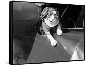 Dog Flying in Aircraft-Bettmann-Framed Stretched Canvas