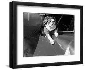 Dog Flying in Aircraft-Bettmann-Framed Premium Photographic Print