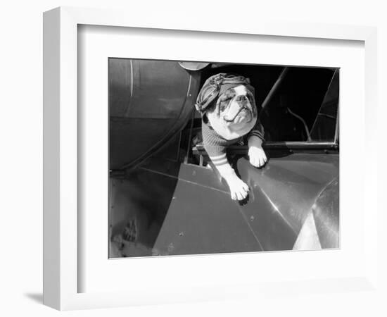 Dog Flying in Aircraft-Bettmann-Framed Premium Photographic Print