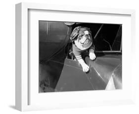 Dog Flying in Aircraft-Bettmann-Framed Premium Photographic Print