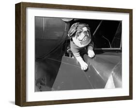 Dog Flying in Aircraft-Bettmann-Framed Premium Photographic Print