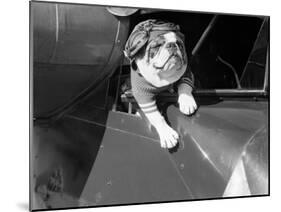 Dog Flying in Aircraft-Bettmann-Mounted Premium Photographic Print