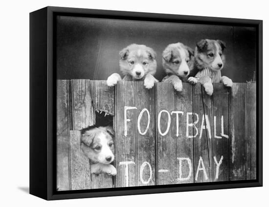 Dog Football Fans-null-Framed Stretched Canvas