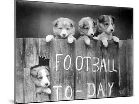 Dog Football Fans-null-Mounted Photographic Print