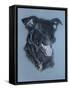 Dog Four-Rusty Frentner-Framed Stretched Canvas