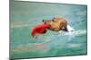 Dog Frisbee-Javier Brosch-Mounted Photographic Print