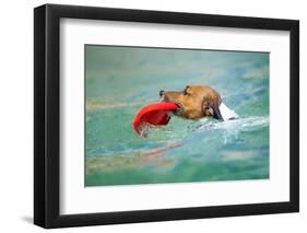 Dog Frisbee-Javier Brosch-Framed Photographic Print