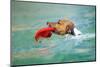 Dog Frisbee-Javier Brosch-Mounted Photographic Print