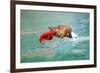 Dog Frisbee-Javier Brosch-Framed Photographic Print