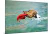 Dog Frisbee-Javier Brosch-Mounted Photographic Print