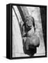 Dog Gargoyle-null-Framed Stretched Canvas