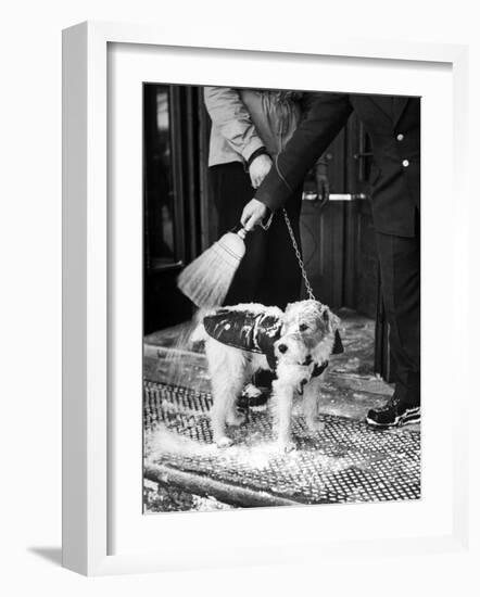 Dog Gets Snow Brushed from His Coat by Hotel Doorman-Alfred Eisenstaedt-Framed Photographic Print