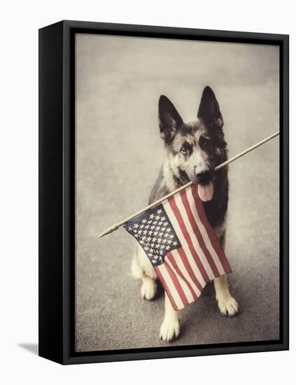 Dog Holding American Flag in Mouth-Robert Llewellyn-Framed Stretched Canvas