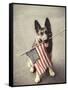 Dog Holding American Flag in Mouth-Robert Llewellyn-Framed Stretched Canvas