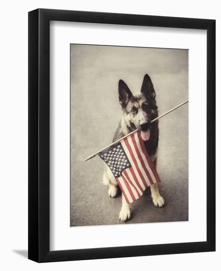 Dog Holding American Flag in Mouth-Robert Llewellyn-Framed Premium Photographic Print