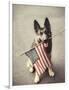 Dog Holding American Flag in Mouth-Robert Llewellyn-Framed Photographic Print