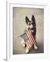 Dog Holding American Flag in Mouth-Robert Llewellyn-Framed Photographic Print