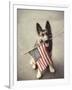 Dog Holding American Flag in Mouth-Robert Llewellyn-Framed Photographic Print