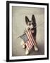 Dog Holding American Flag in Mouth-Robert Llewellyn-Framed Photographic Print