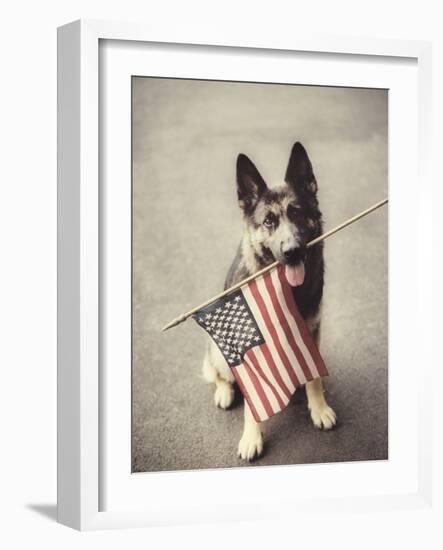 Dog Holding American Flag in Mouth-Robert Llewellyn-Framed Photographic Print