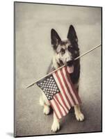 Dog Holding American Flag in Mouth-Robert Llewellyn-Mounted Photographic Print