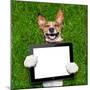 Dog Holding Tablet-Javier Brosch-Mounted Photographic Print