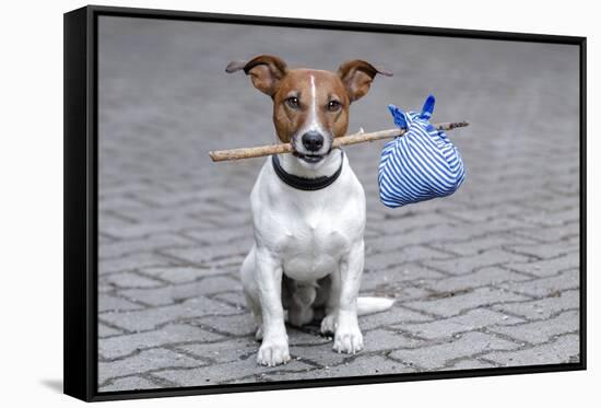 Dog Homeless-Javier Brosch-Framed Stretched Canvas