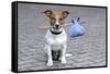 Dog Homeless-Javier Brosch-Framed Stretched Canvas