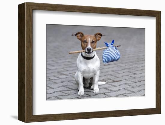 Dog Homeless-Javier Brosch-Framed Photographic Print