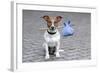 Dog Homeless-Javier Brosch-Framed Photographic Print