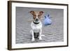 Dog Homeless-Javier Brosch-Framed Photographic Print