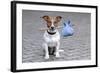 Dog Homeless-Javier Brosch-Framed Photographic Print